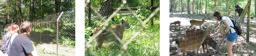 Wildpark content