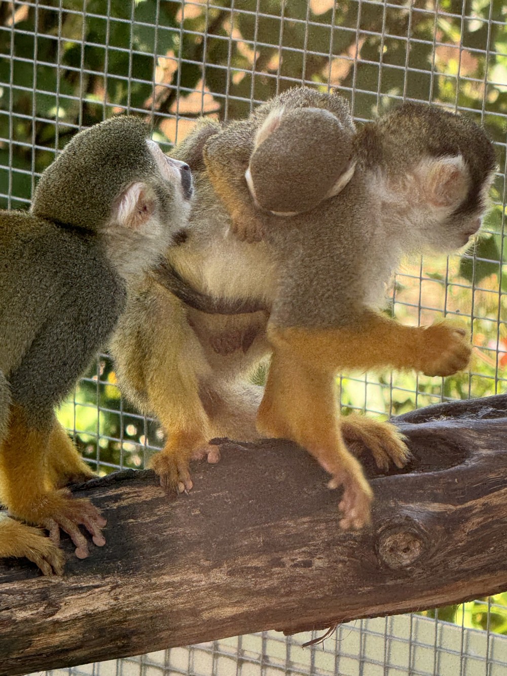Vogelpark3
