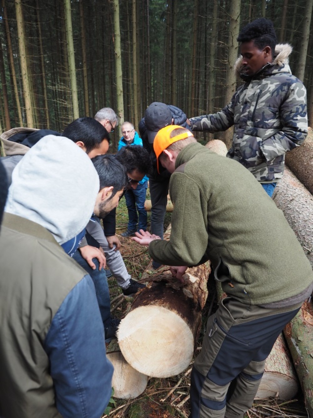 Bild Wald Michelstadt 2